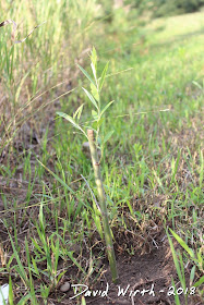 fast growing willow tree from cutting