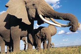 Elephants have the longest pregnancy