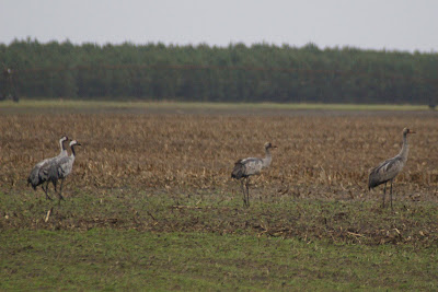 Kraan - Kraanvogel - Grus grus