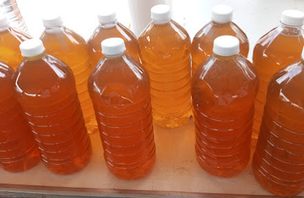 Químicos afectan producción de miel en el norte de QR