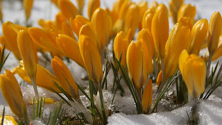 Lente achtergrond met gele krokussen in de sneeuw. 