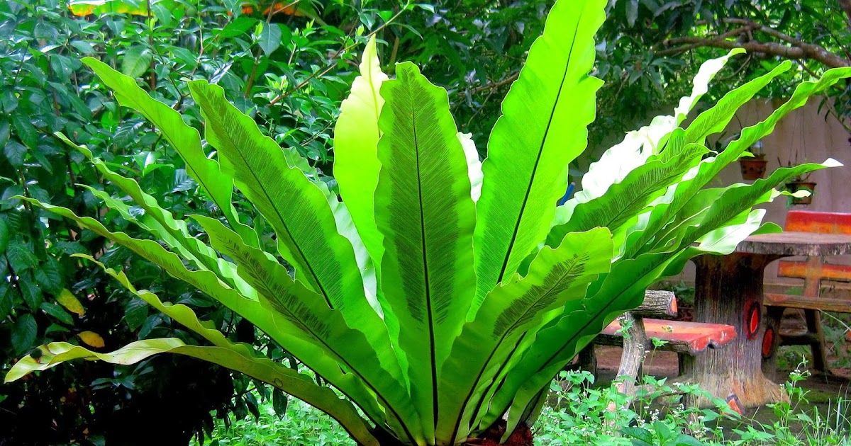 Galeri flora Paku Langsuyar Bird Nest Fern Asplenium 