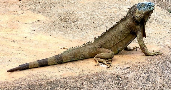 Mengapa Kebanyakan Reptil Suka Hidup di Tempat Panas 
