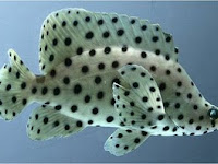 PEMBESARAN IKAN KERAPU BEBEK