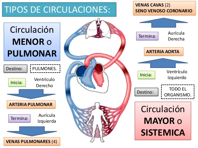 Resultado de imagen para TIPOS DE CIRCULACION