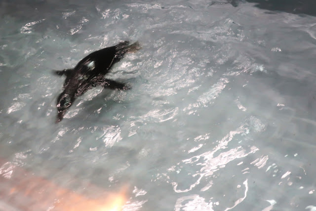 北海道 旭川 旭山動物園