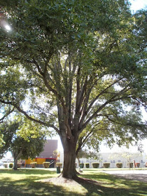 アメリカにずっと住む つもり トネリコの仲間 アッシュという名の木 Evergreen Ash