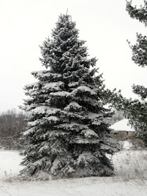 snow covered blue spruce