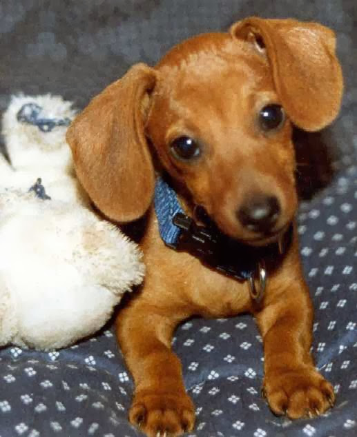 Perrito con mirada tierna