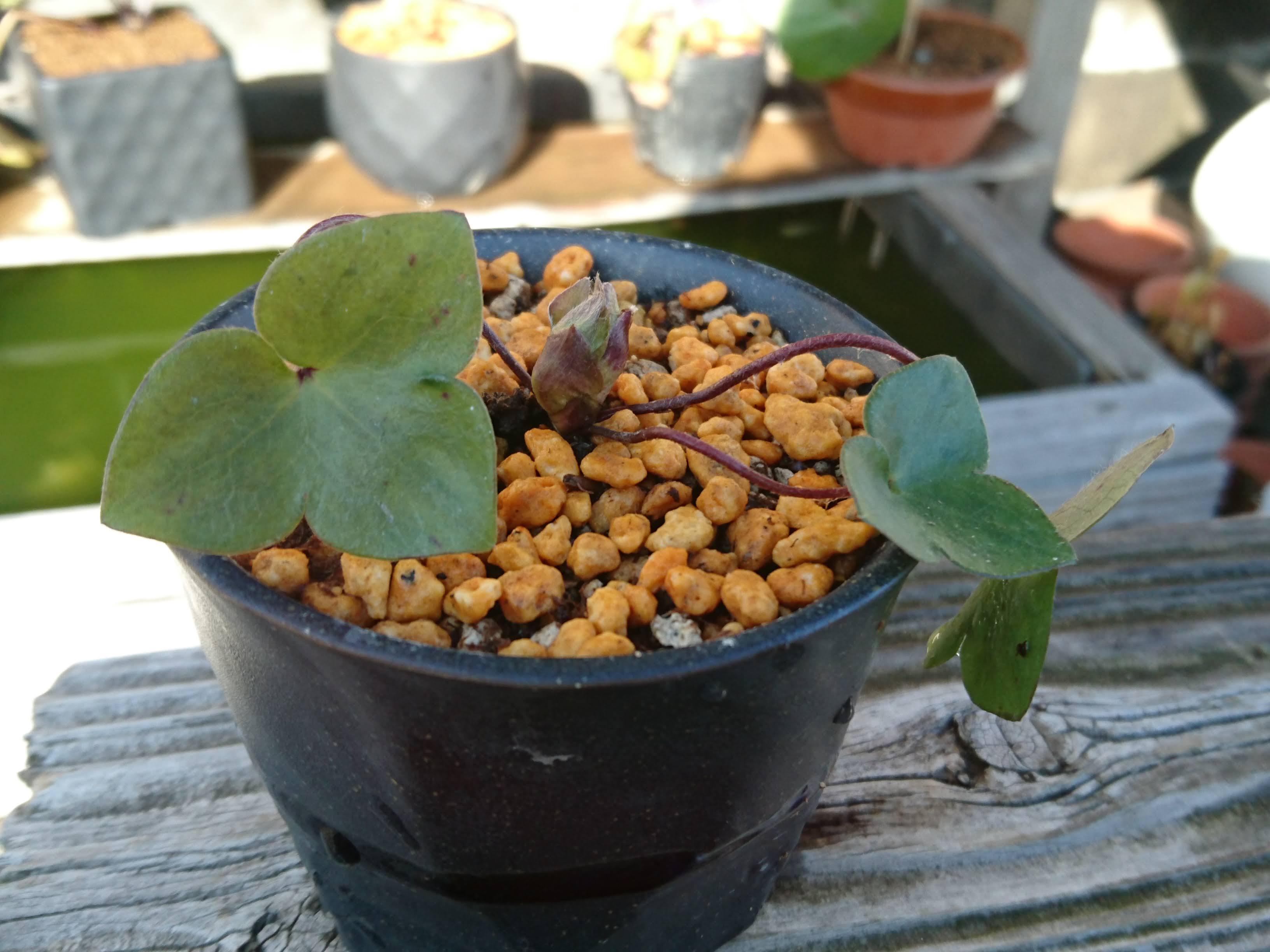 雪割草の育て方 鉢植えやミニ盆栽で寒い冬に美しい花を楽しむ メダカの大工