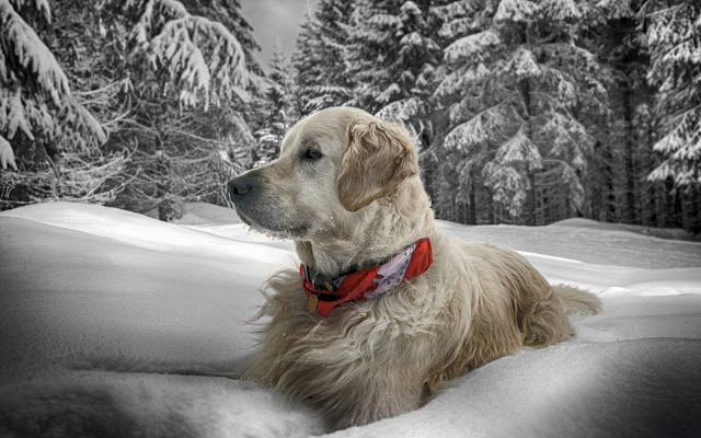 Perros en la Nieve de Invierno Fondos de Pantalla de Perros