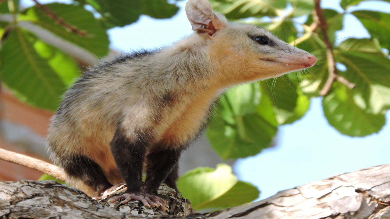 Conheça Nandinia (Nandinia binotata)