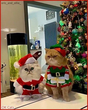 Christmas Cat GIF • Santa Cat ‘Eric’ and his helper, Elf cat ‘Ollie’, most cute and beautiful kitties in their purrfect Xmas costumes [ok-cats.com]