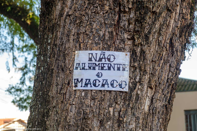 Cartaz no tronco de uma árvores, onde está escrito "não alimente o macaco"