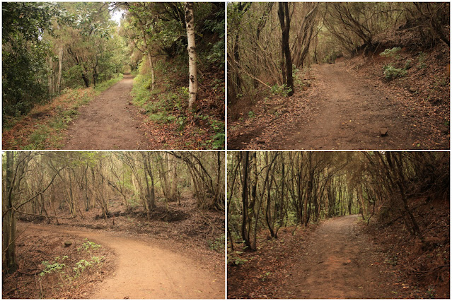 PR-TF-12.1 TEGUESTE A LA CRUZ DEL CARMEN, sendero del PR Camino o Pista de Los Dornajos