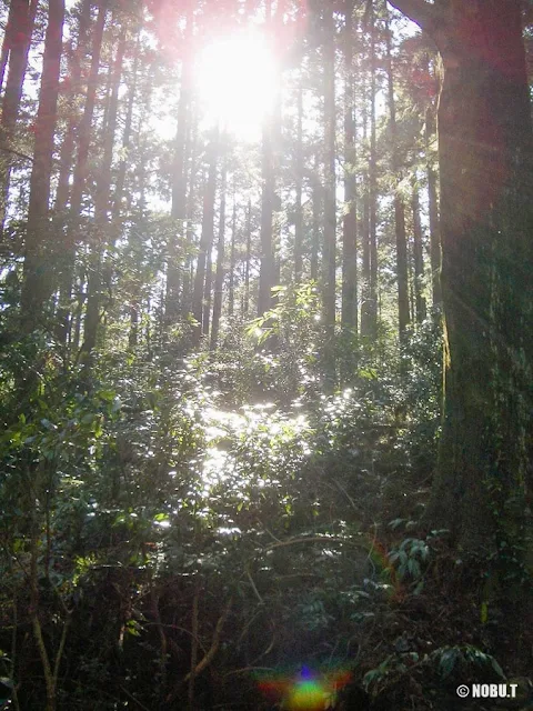 熊野古道「大門坂」