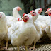 Man Faces One Year Imprisonment For Stealing Chicken