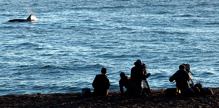 Documentalistas  en Temporada de Orcas en Peninsula Valdes 