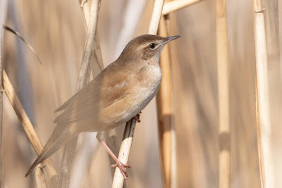 Buscarla unicolor (Locustella luscinioides)