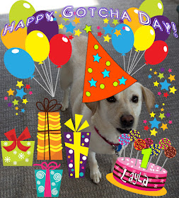 Layla's first gotcha day celebration