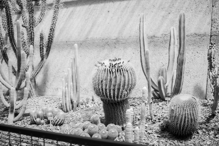 cacti display brisbane botanics b&w