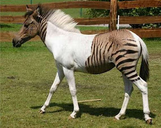 Zebroid = Zebra + Kuda