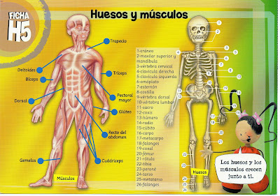 remedioef: huesos y músculos; 5º primaria