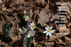 bloodroot blossoms and poem