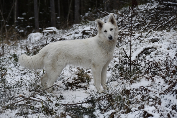 skautur snø istapper hvit gjeterhund