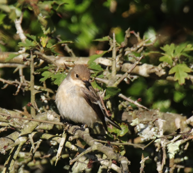 Papamoscas cerrojillo (Ficedula hypoleuca)