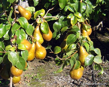 Pears ready to harvest