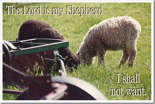 Sheep