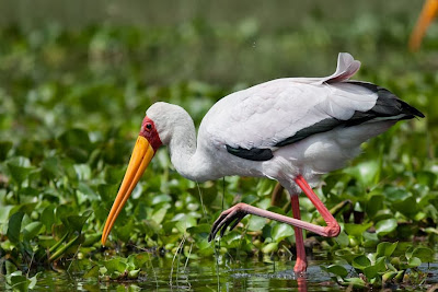 Tántalo africano: Mycteria ibis