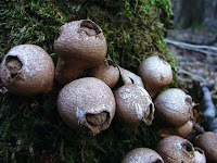 Lycoperdon pyriforme