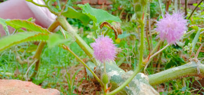 Lajwanti lajjaboti kumari lota shy tree flowers Images & photos of mimosa