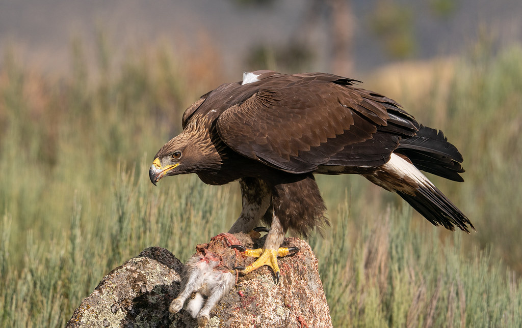 Golden Eagles: The Kings of the Sky and the Ultimate Predators -  Birdoftheworld: All About Beautiful Birds From Around The World