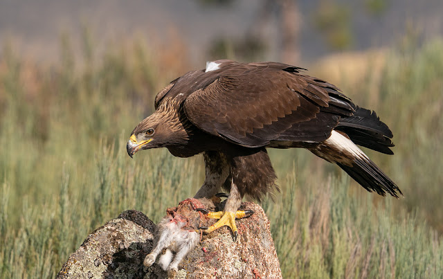 Golden Eagles: The Kings of the Sky and the Ultimate Predators