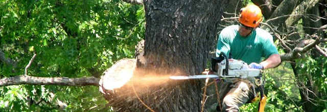 stump-grinding-services-in-Sydney