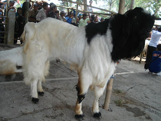 Usaha Ternak Kambing Etawa 