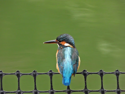 Common Kingfisher in Wangling Park