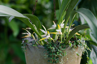 Maxillaria ringens - Rigid Maxillaria care