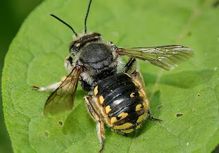 Wool carder bee