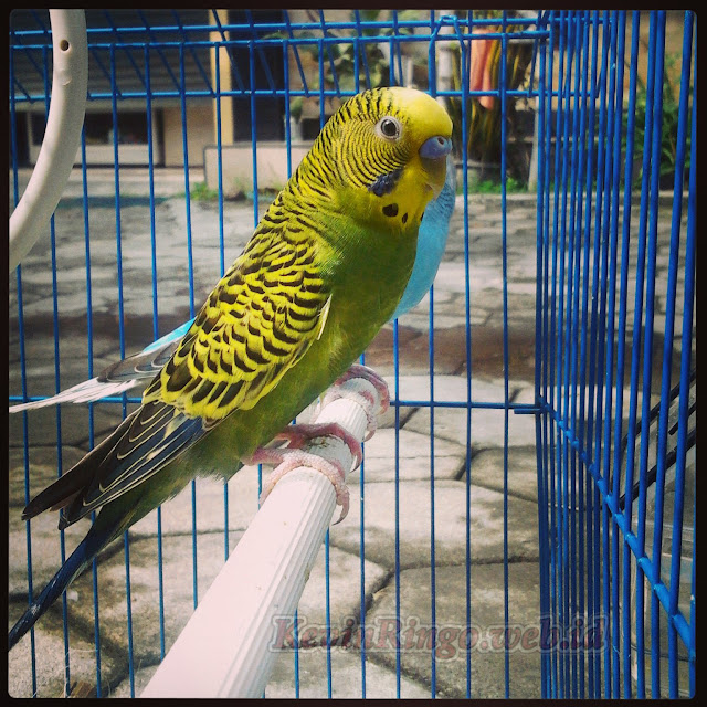 foto-foto burung parkit burung parkit di jual murah