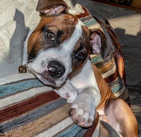 Photo of Ruby relaxing on Ravensdale