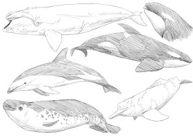 04-Sea-mammals-Animal-Pencil-Drawings-Chen-Yang-www-designstack-co