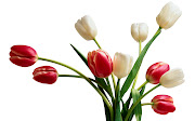 Flowersdownload these for your printer (tulip flowers )