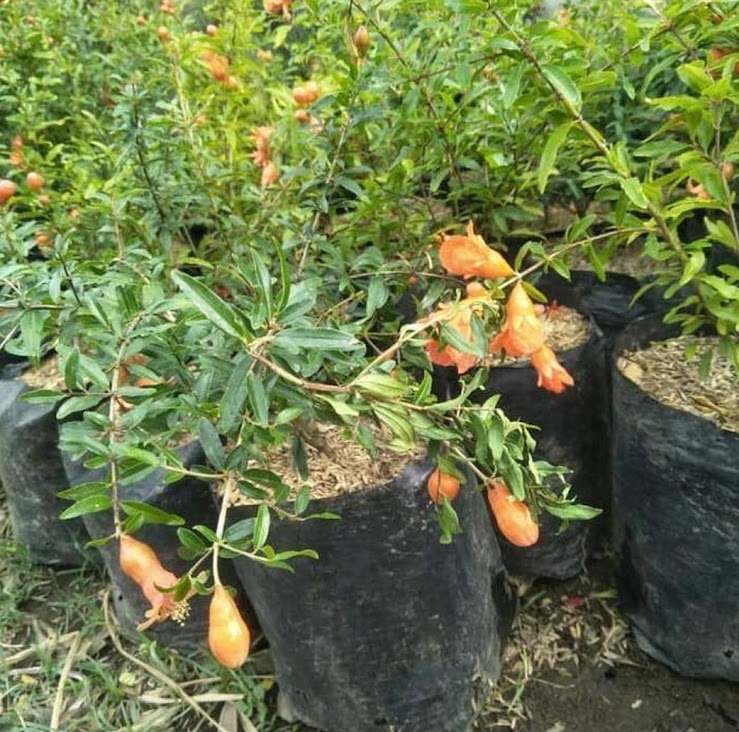 bibit delima hitam tanaman buah black dwarf pomegranate grosir Gianyar