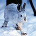 Snowshoe Hare Virus