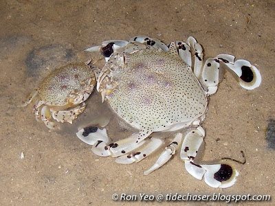 Spotted Moon Crab (Ashtoret lunaris)