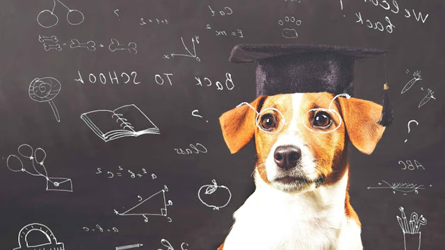 Voici les races de chien les plus intelligentes au monde